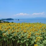 Summer in Japan