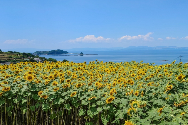 Summer in Japan