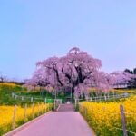 Spring in Japan