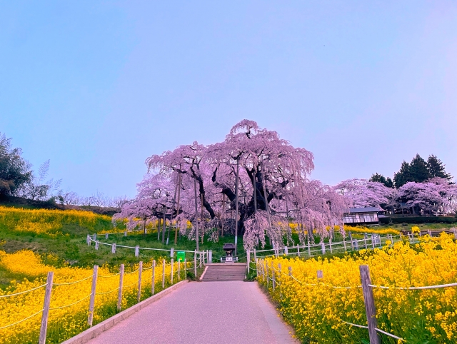 Spring in Japan